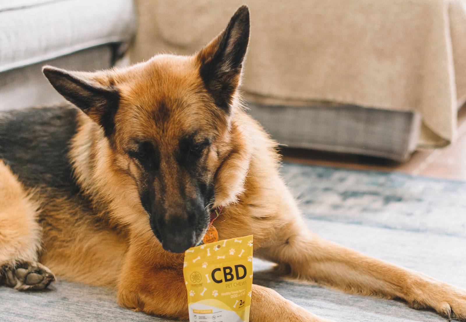pet rehab cbd