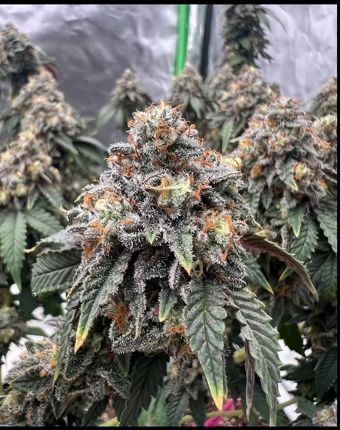 cali-gelato-almoney